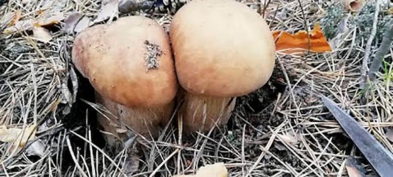 сушка грибов в духовке